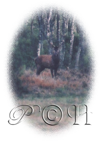 Cerf seul