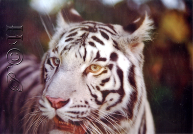 Tigre-blanc