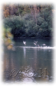 Canard envol