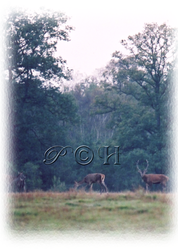 cerf 3 biches
