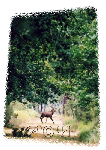 cerf allée