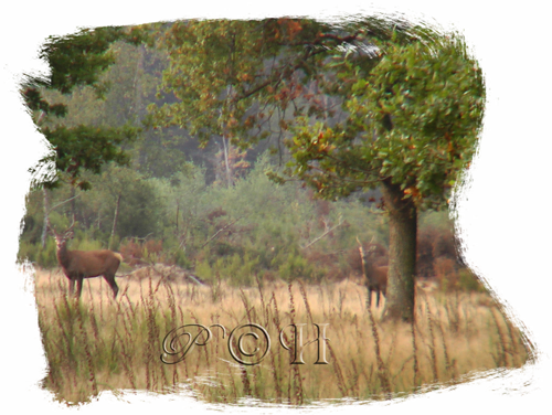 cerf chevreuil