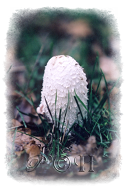 champignon