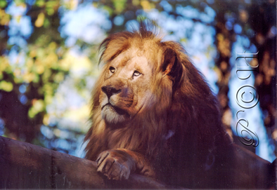 Lion Repos